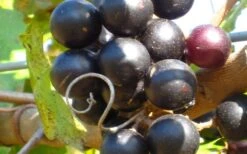 Lane Muscadine Grape Vine (Self Fertile) - 1 Gallon Pot 9 Lane Muscadine Grape Vine (Self Fertile) - 1 Gallon Pot -Leafy Joy Shop 10133 lane muscadine