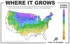 Dwarf Columnar Norway Spruce (Picea Abies 'Fastigiata Compacta') - 1 Gallon Pot -Leafy Joy Shop 3a 8a 5