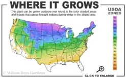 Mariken Dwarf Ginkgo Tree - 3 Gallon Pot (1.5-2.5') -Leafy Joy Shop 3a 8b 4