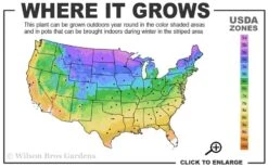 Princess Kate Clematis - 1 Gallon Pot -Leafy Joy Shop 3a 9b 1