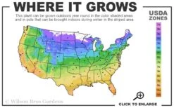 Balboa Sunset Trumpet Vine (Campsis Radicans) - 5 Gallon Pot -Leafy Joy Shop 4a 11