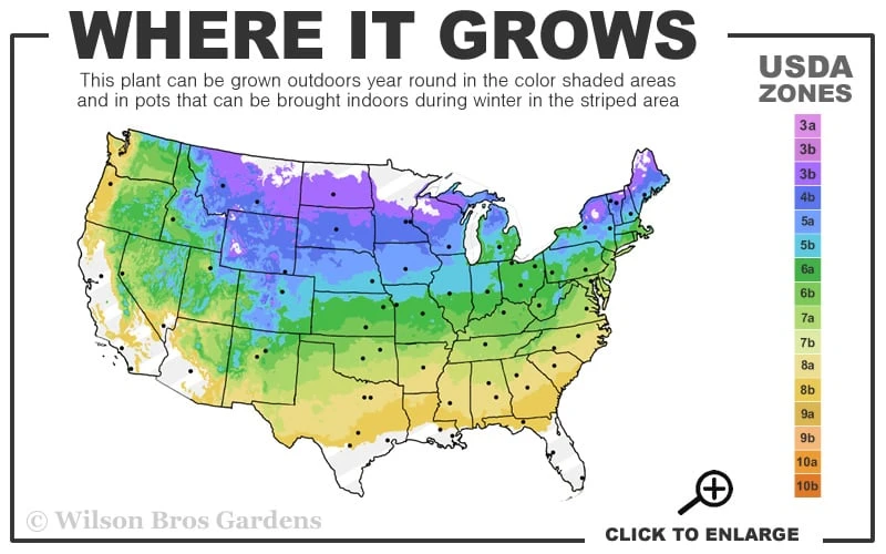 Burning Bush Tree (Single Trunk) - 3 Gallon Pot 5 Burning Bush Tree (Single Trunk) - 3 Gallon Pot - Image 3