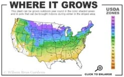 Leprechaun Miniature Hinoki Cypress (Chameacyparis Obtusa) - 1 Gallon Pot 7 Leprechaun Miniature Hinoki Cypress (Chameacyparis Obtusa) - 1 Gallon Pot -Leafy Joy Shop 4a 8b 5
