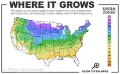 Silveray Korean Pine (Pinus Koraiensis) - 3 Gallon Pot -Leafy Joy Shop 4a 8b thumbnail