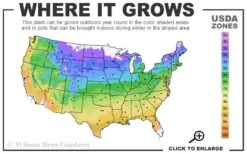 Duchess Of Cornwall Clematis- 1 Gallon Pot -Leafy Joy Shop 4a 9b 13