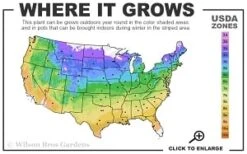Show Time Mountain Laurel (Kalmia Latifolia) - 3 Gallon Pot -Leafy Joy Shop 4a 9b thumbnail