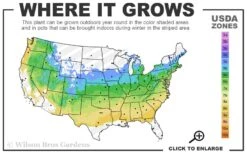 Dwarf English Boxwood Two-Ball Poodle Tier Topiary - 3 Gallon Pot 9 Dwarf English Boxwood Two-Ball Poodle Tier Topiary - 3 Gallon Pot -Leafy Joy Shop 5a 8b 20