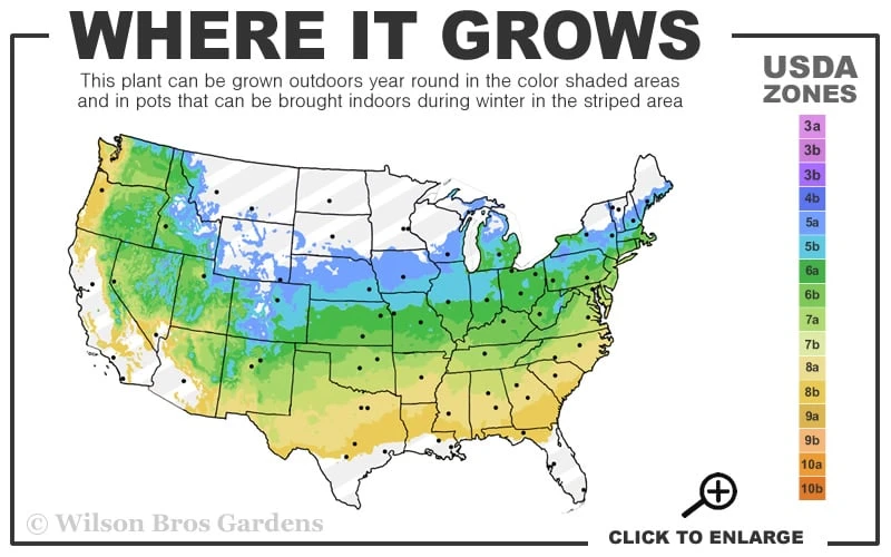 Red Heart Rose Of Sharon (Single Trunk Tree) - 5 Gallon Pot 5 Red Heart Rose Of Sharon (Single Trunk Tree) - 5 Gallon Pot - Image 3