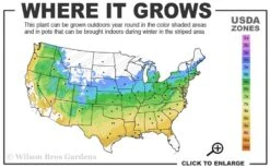 Ikandi Japanese Maple - 3 Gallon Pot (4-5') 13 Ikandi Japanese Maple - 3 Gallon Pot (4-5') -Leafy Joy Shop 5a 9a 6