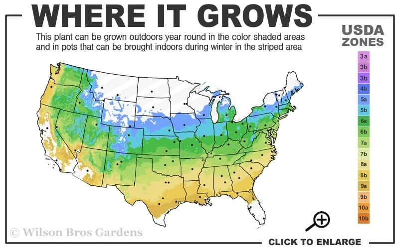Variegated Dappled Willow Bush - Salix Integra 'Hakuro Nishiki' - 1 Gallon Pot 5 Variegated Dappled Willow Bush - Salix Integra 'Hakuro Nishiki' - 1 Gallon Pot - Image 3