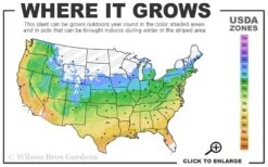 Lady Luck Kniphofia (Red Hot Poker) - 1 Gallon Pot -Leafy Joy Shop 5a 9b 3