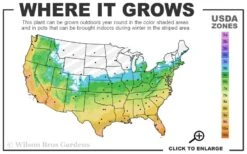 Big Blue Liriope - 6 Pack Of Pint Pots -Leafy Joy Shop 5b 11