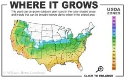 Little Sango' Dwarf Coral Bark Japanese Maple - 5 Gallon Pot -Leafy Joy Shop 5b 9b