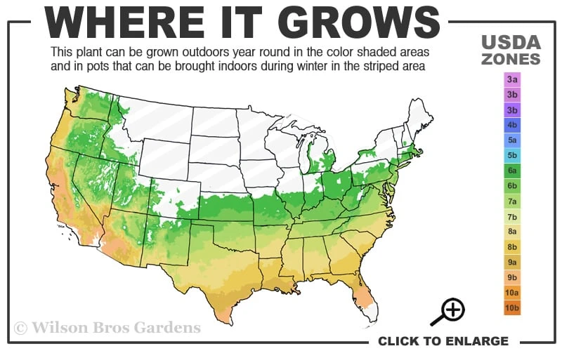 Shalimar Red Crossvine - Bignonia Capreolata - 2 Gallon Pot 5 Shalimar Red Crossvine - Bignonia Capreolata - 2 Gallon Pot - Image 3