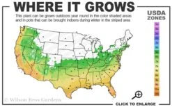 Summer Snow Gardenia - 3 Gallon Pot -Leafy Joy Shop 6a 10a