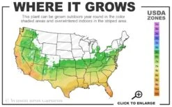 Blonde Ambition Blue Grama Grass (Bouteloua Gracilis) - 1 Gallon Pot 12 Blonde Ambition Blue Grama Grass (Bouteloua Gracilis) - 1 Gallon Pot -Leafy Joy Shop 6a 10b 2