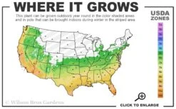 Cab Sav Cold Hardy Eucalyptus Tree (Eucalyptus Rubida) - 1 Gallon Pot -Leafy Joy Shop 6a 11 1