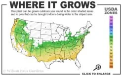Dee Runk Columnar Boxwood - 3 Gallon Pot 8 Dee Runk Columnar Boxwood - 3 Gallon Pot -Leafy Joy Shop 6a 8b 1