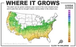 Taylor Pink Japanese Maple - 1 Gallon Pot 9 Taylor Pink Japanese Maple - 1 Gallon Pot -Leafy Joy Shop 6a 9a 1