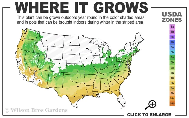 Taylor Pink Japanese Maple - 3 Gallon Pot 5 Taylor Pink Japanese Maple - 3 Gallon Pot - Image 3