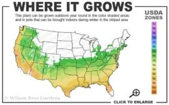 Tansu Dwarf Cryptomeria - Japanese Cedar - 3 Gallon 9 Tansu Dwarf Cryptomeria - Japanese Cedar - 3 Gallon -Leafy Joy Shop 6a 9b 4