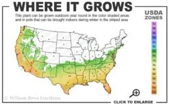 Angus Cold Hardy Eucalyptus Tree (Eucalyptus Nicholii) - Quart Pot -Leafy Joy Shop 6b 10b 1