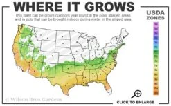 Dahlonega Camellia Japonica - 3 Gallon Pot 8 Dahlonega Camellia Japonica - 3 Gallon Pot -Leafy Joy Shop 6b 9b