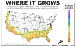 Feelin Blue Deodar Cedar (Single Trunk Tree Form) - 2 Gallon Pot -Leafy Joy Shop 7B 10B