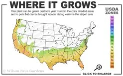 Winter Gold Edgeworthia Chrysantha - Paper Bush - 3 Gallon Pot 16 Winter Gold Edgeworthia Chrysantha - Paper Bush - 3 Gallon Pot -Leafy Joy Shop 7a 10a