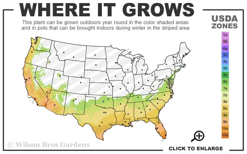 Goldcrest Monterey Lemon Cypress - 3 Gallon Pot 5 Goldcrest Monterey Lemon Cypress - 3 Gallon Pot - Image 3