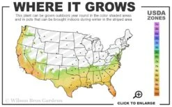 Snow Puff Hardy Gardenia - 7 Gallon Pot 8 Snow Puff Hardy Gardenia - 7 Gallon Pot -Leafy Joy Shop 7a 10b 21