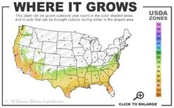 Snow N Summer Asiatic Jasmine - 6 Pack Of 1 Gallon Pots 10 Snow N Summer Asiatic Jasmine - 6 Pack Of 1 Gallon Pots -Leafy Joy Shop 7a 9b 44