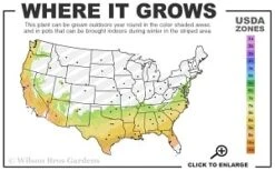 Scarlet Bells' Hong Kong Rose (Rhodoleia Henryi) - 3 Gallon Pot -Leafy Joy Shop 7a 9b thumbnail