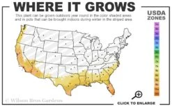 Rosalinda Indian Hawthorn Single Trunk Tree - 7 Gallon Pot (6-7') 9 Rosalinda Indian Hawthorn Single Trunk Tree - 7 Gallon Pot (6-7') -Leafy Joy Shop 8a 11 6