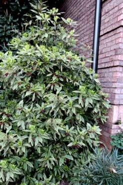 Pink Frost Florida Anise - Illicium Floridanum - 1 Gallon Pot 12 Pink Frost Florida Anise - Illicium Floridanum - 1 Gallon Pot -Leafy Joy Shop Anise Pink Frost 12 1