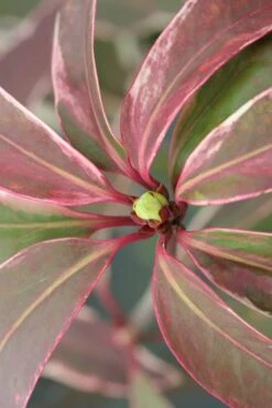 Pink Frost Florida Anise - Illicium Floridanum - 1 Gallon Pot 15 Pink Frost Florida Anise - Illicium Floridanum - 1 Gallon Pot -Leafy Joy Shop Anise Pink Frost 14 1