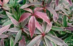 Pink Frost Florida Anise - Illicium Floridanum - 1 Gallon Pot 14 Pink Frost Florida Anise - Illicium Floridanum - 1 Gallon Pot -Leafy Joy Shop Anise Pink Frost 16 1