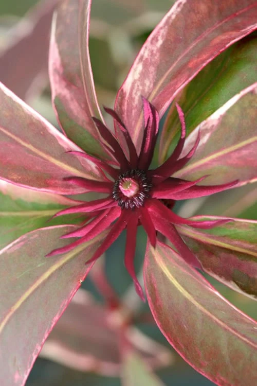 Pink Frost Florida Anise - Illicium Floridanum - 1 Gallon Pot 3 Pink Frost Florida Anise - Illicium Floridanum - 1 Gallon Pot