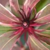 Pink Frost Florida Anise - Illicium Floridanum - 3 Gallon Pot 1 Pink Frost Florida Anise - Illicium Floridanum - 3 Gallon Pot -Leafy Joy Shop Anise Pink Frost 19