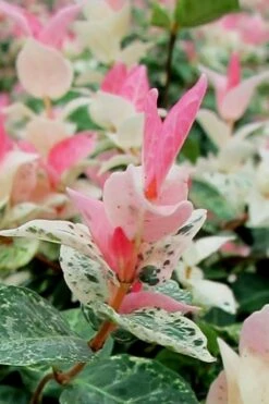 Snow N Summer Asiatic Jasmine - 6 Pack Of 1 Gallon Pots 13 Snow N Summer Asiatic Jasmine - 6 Pack Of 1 Gallon Pots -Leafy Joy Shop Asian Jasmine Snow N Summer 16