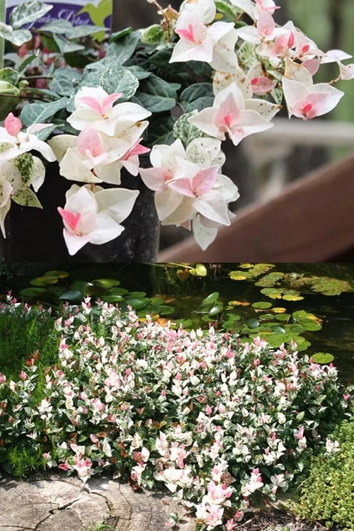 Snow N Summer Asiatic Jasmine - 6 Pack Of 1 Gallon Pots 7 Snow N Summer Asiatic Jasmine - 6 Pack Of 1 Gallon Pots - Image 5