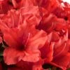 Red Tiara Deja Bloom Azalea - 1 Gallon Pot 2 Red Tiara Deja Bloom Azalea - 1 Gallon Pot -Leafy Joy Shop Azalea Deja Bloom Red Tiara 2