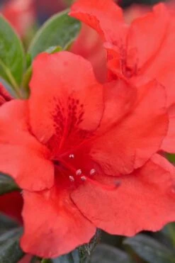 Red Tiara Deja Bloom Azalea - 1 Gallon Pot -Leafy Joy Shop Azalea Deja Bloom Red Tiara 4