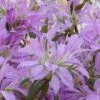 Koromo Shikibu Purple Spider Azalea - 1 Gallon Pot -Leafy Joy Shop Azalea Koromo Shikibu 1