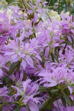 Koromo Shikibu Purple Spider Azalea - 1 Gallon Pot -Leafy Joy Shop Azalea Koromo Shikibu 2