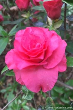 Rosebud Azalea - 3 Gallon Pot -Leafy Joy Shop Azalea Rosebud 3 2