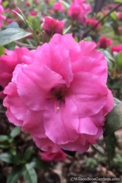 Rosebud Azalea - 6 Pack Of 1 Gallon Pots -Leafy Joy Shop Azalea Rosebud 7 3