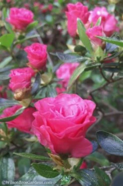 Rosebud Azalea - 3 Gallon Pot -Leafy Joy Shop Azalea Rosebud 8 2