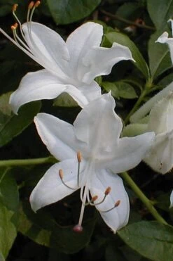 Texas Azalea (Rhododendron Oblongifolium) - 3 Gallon Pot -Leafy Joy Shop Azalea Texas Rhododendron Oblongfolium 1 1