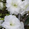 White Rosebud Azalea - 6 Pack Of 1 Gallon Pots 1 White Rosebud Azalea - 6 Pack Of 1 Gallon Pots -Leafy Joy Shop Azalea White Rosebud 3 1